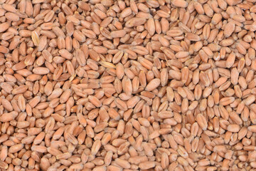 Wheat grains texture