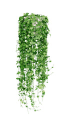 Green ivy in flower pot or Green plant hanging isolated. House plant for interior design. 