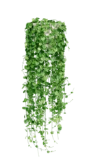 Poster Green ivy in flower pot or Green plant hanging isolated. House plant for interior design.  © POSMGUYS
