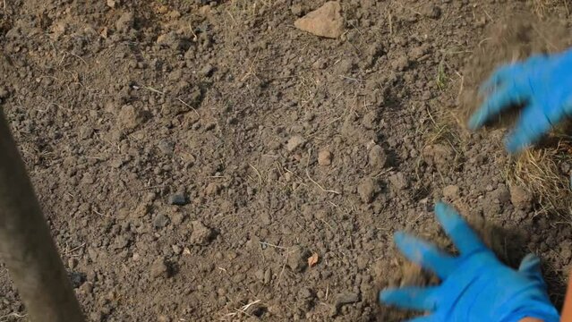 Female hands in blue rubber gloves level and crush the soil of the vegetable garden, top view