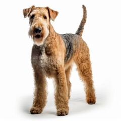 Airedale Terrier Full body facing forward clear with white background,generated with AI.