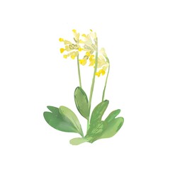 Primrose colourful botanical illustration, gentle floral clipart