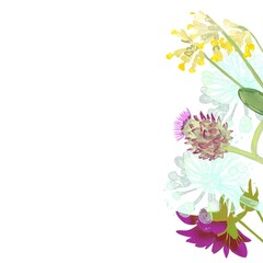Wonderful floral border, botanical clipart, flowers on white background