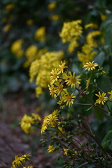Japanese silver leaf ( Farfugium japonicum ) flowers. Asreraceae evergreen perennial plants. Yellow flowers bloom early. The young petioles are edible and the leaves are medicinal.
