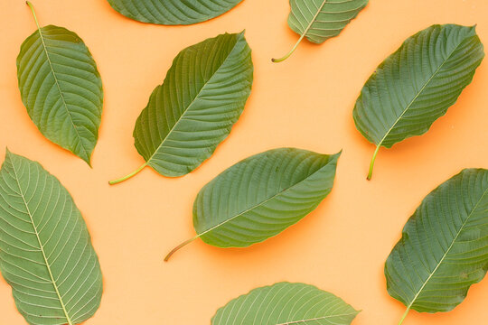 Mitragyna speciosa, Fresh kratom leaves