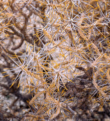 Pencil Cactus