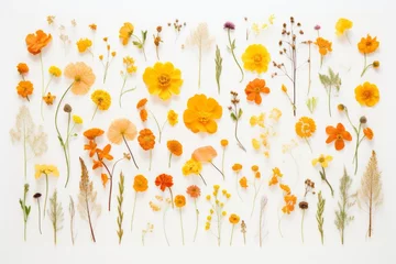 Selbstklebende Fototapeten Beautiful assorted pressed orange and yellow flowers isolated on white © Denis