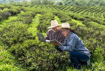 Smart senior gardener man and woman working with digital notebook in highland tea field