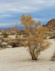 Desert Wash