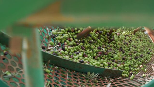 Olive oil mill. Separating olives from leaves and impurities in a circular filter. Close up