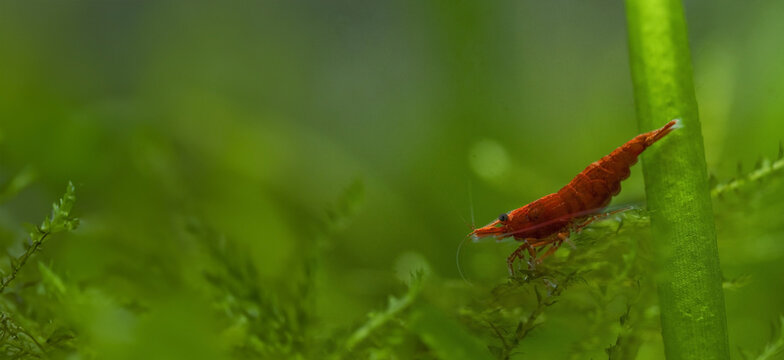 red shrimp in freshwater aquarium  - pets hobby animal