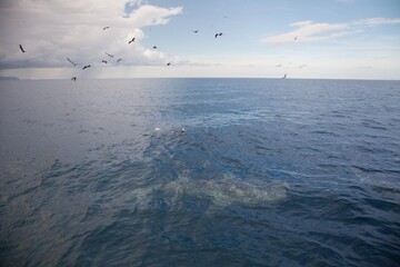 whale shark with diver at papua indonesia © yannis