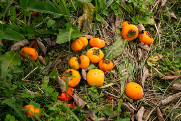 Japanese persimmon treen and fruit in the fall month at harvest time on Sado Island, Niigata prefecture.
