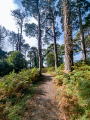 Fototapeta na wymiar Scots Pine trees in County Donegal - Ireland