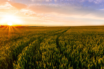 wheat field during amazing sunset or sunrise, wheaten plantation rustic evening landscape with beautiful sunset sky on background