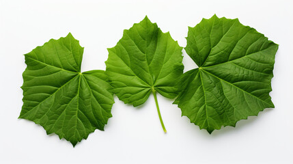 Watermelon leaves isolated Clipping Path - obrazy, fototapety, plakaty