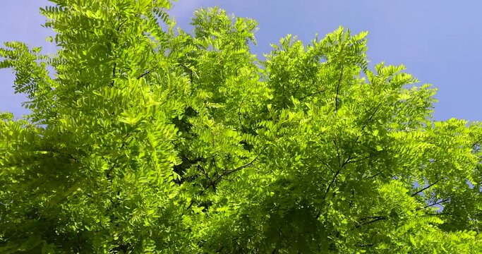 beautiful foliage of the acacia tree is white with green foliage, beautiful foliage of the acacia tree in sunny weather