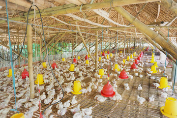 open house type boiler chicken farming