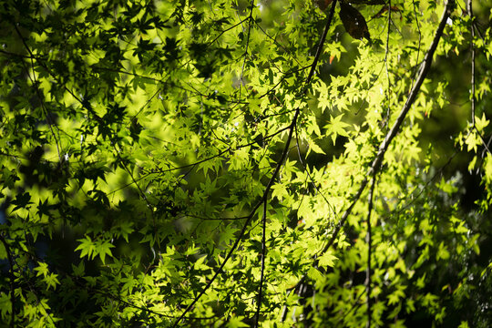 Fresh Japanese fresh green foliage frames