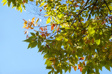 青空と紅葉を始めた木の葉