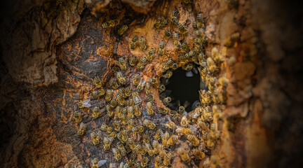 bee tree - bees (apis mellifera) living in tree