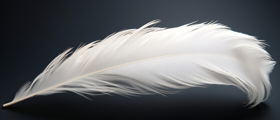 White light airy soft bird feather