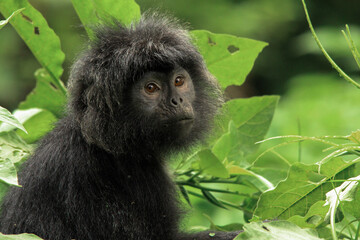 Close up face Javan Lutung or Ebony Leaf Monkey