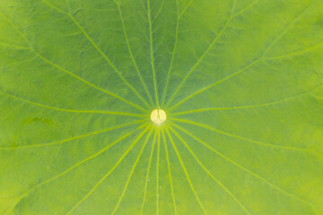 Close up of green lotus leaf in the pond with sunlight.