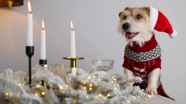 Dog in a Santa suit. The pet puts its paws on a table decorated with candles. Jack Russell Terrier meets the Holiday. Christmas Eve.