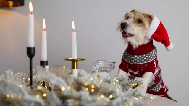 Dog in a Santa suit. The pet puts its paws on a table decorated with candles. Jack Russell Terrier meets the Holiday. Christmas Eve.