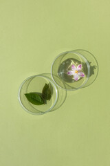 Hyaluronic acid facial serum or gel, flower and leaves in petri dishes on a green background. Concept of cosmetic laboratory research, wellness, beauty and natural cosmetics.