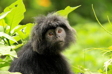 Close up face Javan Lutung or Ebony Leaf Monkey