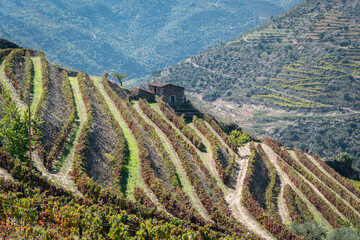 Entre montanhas, uma zona rural com algumas vinhas, com as cores t&iacute;picas do Outono/Inverno Tr&aacute;s os Montes, Portugal