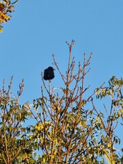 crow on a tree