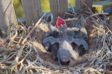 Nest of a common raven (Corvus corax) with chicks.