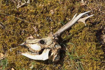 Weathered clean deer skull with antlers on the ground.