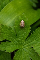 Closeup of an birch shieldbug (elasmostethus interstinctus) sitting on a green leaf.