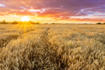 Obraz premium scenic evening in golden wheat field with rustic road, amazing cloudy sunset. rural agriculture landscape of nature view