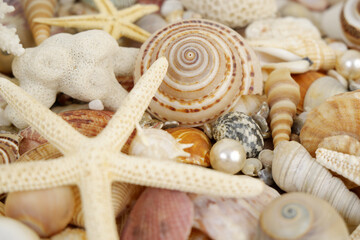 Seashells, starfishes and corals with pearls close up