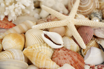 Starfish and corals with pearls on seashells background.