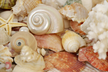 Seashells, starfish and coral with pearls as background.