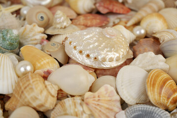 Close-up of many different seashells.