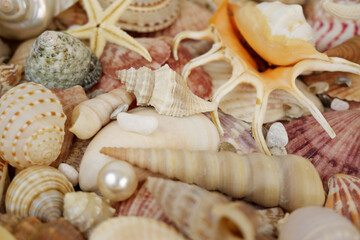 Close up of seashells, and starfishes with pearls