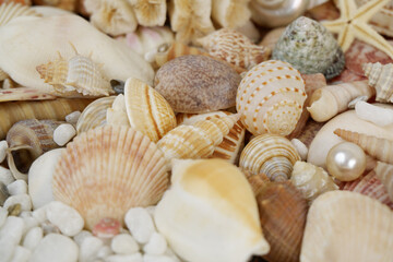 Obraz na płótnie Canvas Seashells, with pearls as background.