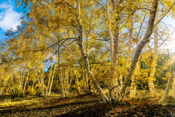 Naklejka na ściany i meble scenic yellow landscape of autumn forest with birch trees, orange leaves during fall and green pines