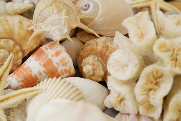 Seashells and corals close-up.