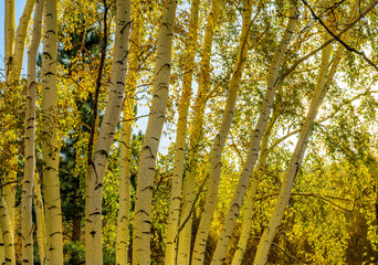 Obraz premium scenic yellow landscape of autumn forest with birch trees, orange leaves during fall and green pines