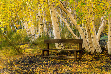 Naklejka premium autumn landscape of a relaxation place in yellow forest with beautiful brown bench among birches ane yellow fall leaves