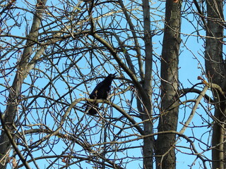 A crow loudly sings its song at the top of a tree, spending the last warm autumn days.