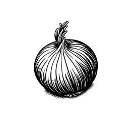  onion vector hand drawn black and white